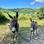 Germogli I Tenuta Di Fassia Lantgård Gubbio